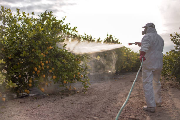 Best Bed Bug Extermination  in Mountain Road, VA