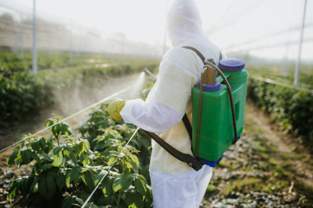 Best Wasp Removal Services  in Mountain Road, VA